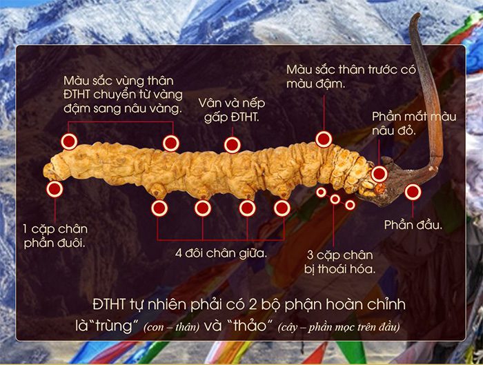 Đông trùng hạ thảo nguyên con Tây Tạng cao cấp loại 1 hộp 10gr