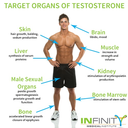testosterone-target-organs
